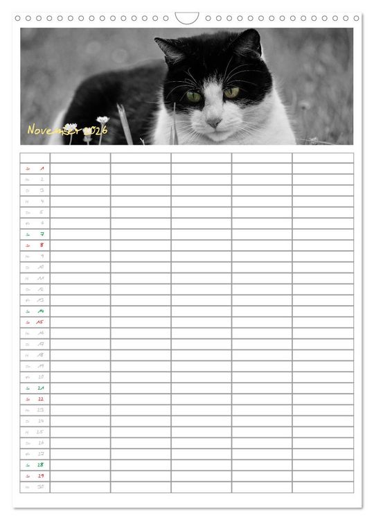 Produktbild: Miezekatzen Planungskalender (Wandkalender 2026 DIN A3 hoch), CALVENDO Monatskalender