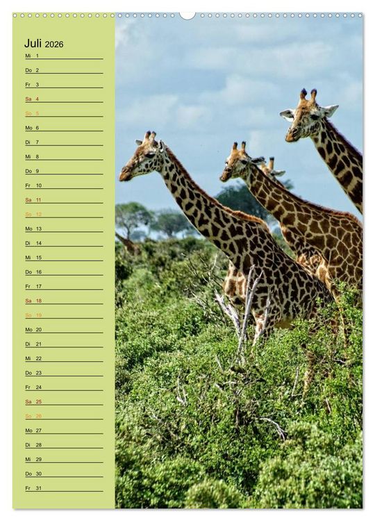 Produktbild: Giraffen. Voller Stolz und Grazie (hochwertiger Premium Wandkalender 2026 DIN A2 hoch), Kunstdruck in Hochglanz