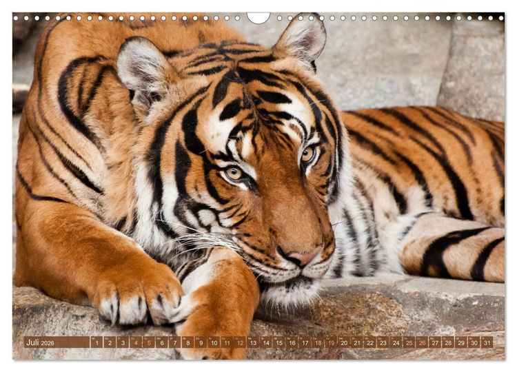 Produktbild: Wilde Tiere - Die sch&ouml;nsten Portraits (Wandkalender 2026 DIN A3 quer), CALVENDO Monatskalender