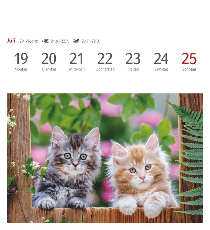 Produktbild: Katzen Postkartenkalender 2027 - Wochenkalender mit 53 Postkarten