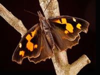 Produktbild: CALVENDO Puzzle Z&uuml;rgelbaumfalter (Libythea celtis) | 1000 Teile Lege-Gr&ouml;&szlig;e 64x48cm Foto-Puzzle f&uuml;r gl&uuml;ckliche Stunden