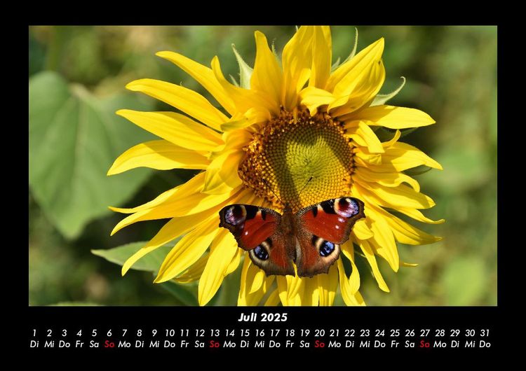 Produktbild: Bunte Pracht der Schmetterlinge 2025 Fotokalender DIN A3