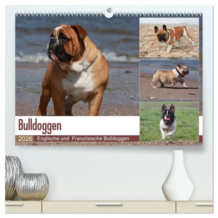 Produktbild: Bulldoggen - Englische und Franz&ouml;sische Bulldoggen (hochwertiger Premium Wandkalender 2026 DIN A2 quer), Kunstdruck in Hochglanz