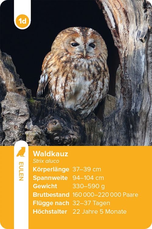 Produktbild: Einheimische Vogelarten &ndash; das Quartett-Spiel