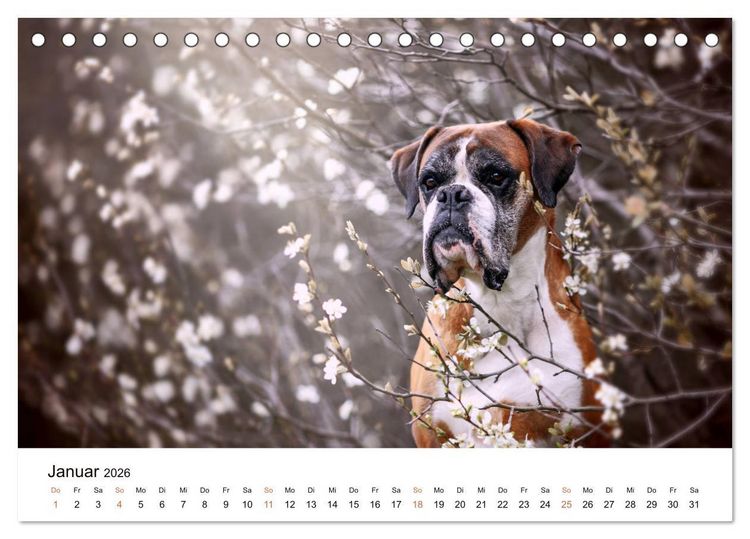 Produktbild: Deutscher Boxer (Tischkalender 2026 DIN A5 quer), CALVENDO Monatskalender