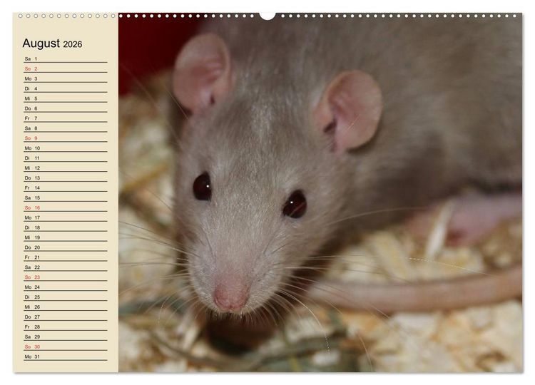 Produktbild: Ratten. Gelehrige Haustiere (hochwertiger Premium Wandkalender 2026 DIN A2 quer), Kunstdruck in Hochglanz