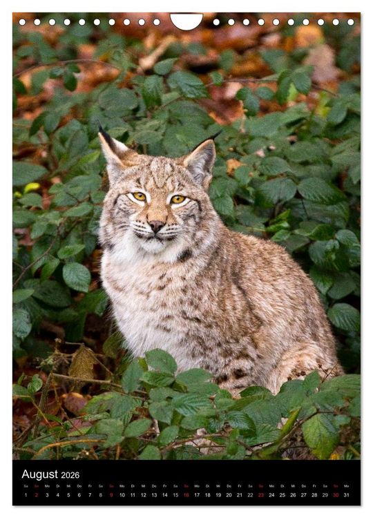 Produktbild: Der Luchs - Europas gr&ouml;&szlig;te Samtpfote (Wandkalender 2026 DIN A4 hoch), CALVENDO Monatskalender