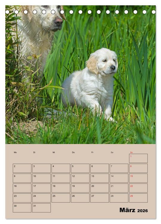 Produktbild: Jahresplaner Golden Retriever Welpen (Tischkalender 2026 DIN A5 hoch), CALVENDO Monatskalender