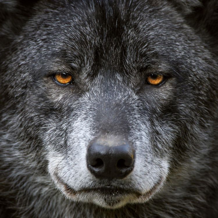 Produktbild: W&ouml;lfe / Wolves 2027