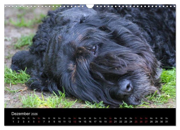Produktbild: Bouvier des Flandres (Wandkalender 2026 DIN A3 quer), CALVENDO Monatskalender