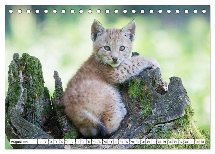 Produktbild: Tiermomente (Tischkalender 2026 DIN A5 quer), CALVENDO Monatskalender
