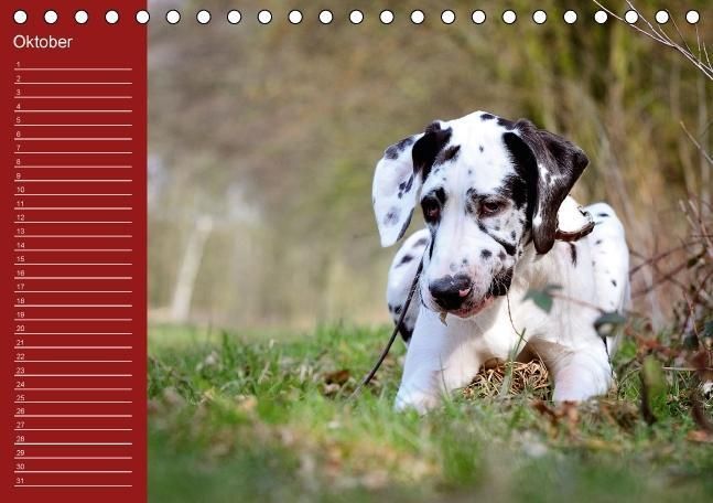Produktbild: Deutsche Doggen / Geburtstagskalender (Tischkalender immerw&auml;hrend DIN A5 quer)