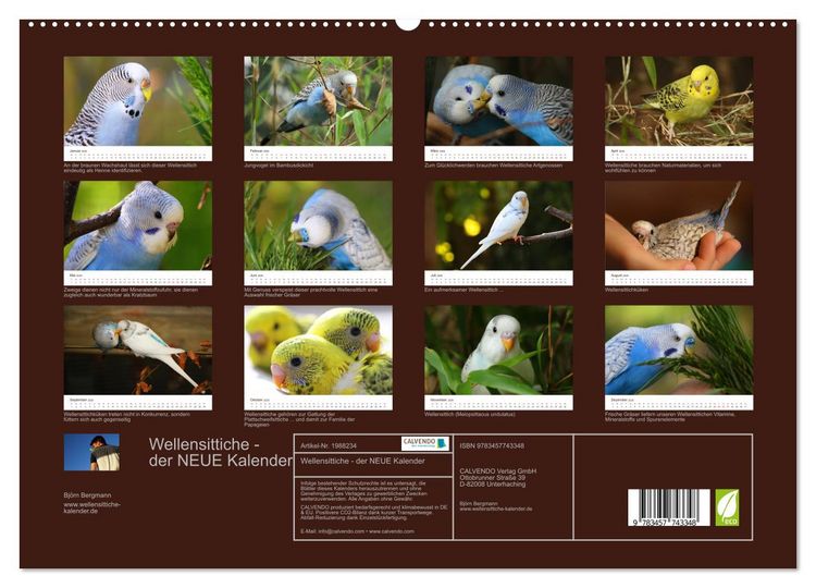 Produktbild: Wellensittiche - der NEUE Kalender (hochwertiger Premium Wandkalender 2026 DIN A2 quer), Kunstdruck in Hochglanz