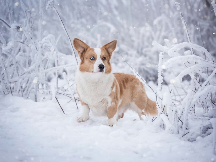 Produktbild: CALVENDO Puzzle Welsh Corgi im Schnee 1000 Teile Lege-Gr&ouml;&szlig;e 64 x 48 cm Foto-Puzzle Bild von Maria Ahrens