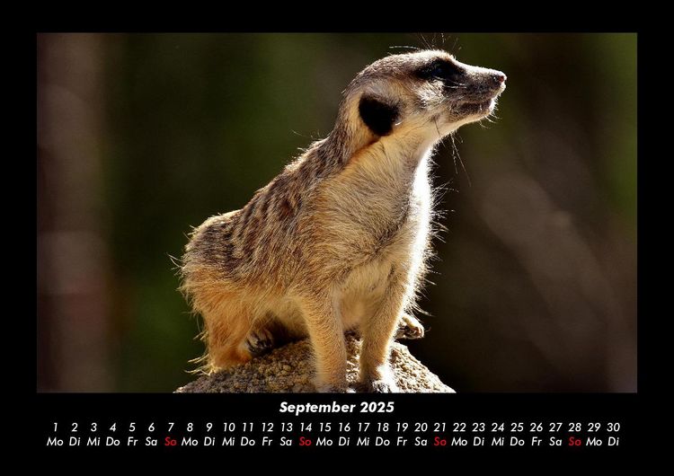 Produktbild: Tierkalender 2025 Fotokalender DIN A3
