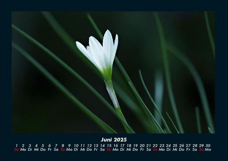 Produktbild: Blumentr&auml;ume 2025 Fotokalender DIN A4