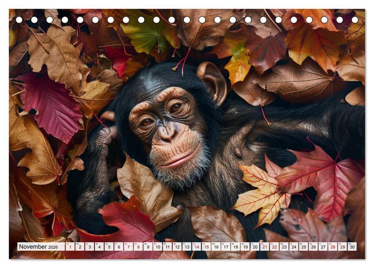 Produktbild: Schimpansen - Ein Jahr mit Menschenaffen. (Tischkalender 2026 DIN A5 quer), CALVENDO Monatskalender