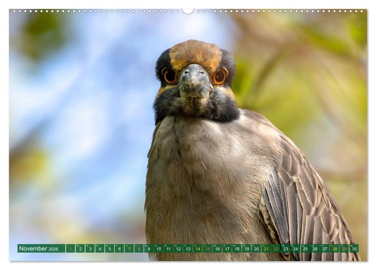 Produktbild: Gr&uuml;nreiher - Krabbenreiher - Nachtreiher (Wandkalender 2026 DIN A2 quer), CALVENDO Monatskalender