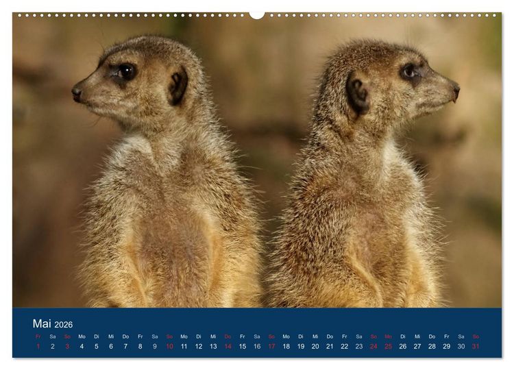 Produktbild: Erdm&auml;nnchen - Zusammen sind wir stark (Wandkalender 2026 DIN A2 quer), CALVENDO Monatskalender