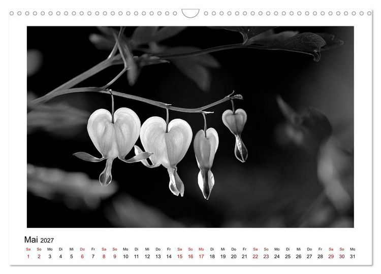 Produktbild: Die grafische Sch&ouml;nheit der Pflanzen &ndash; Schwarz-Wei&szlig; (Wandkalender 2027 DIN A3 quer), CALVENDO Monatskalender