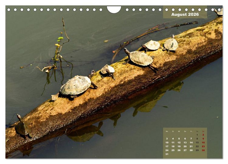 Produktbild: Wilde Tiere Indiens (Wandkalender 2026 DIN A4 quer), CALVENDO Monatskalender