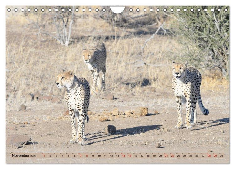 Produktbild: Geparden - schnelle J&auml;ger (Wandkalender 2026 DIN A4 quer), CALVENDO Monatskalender