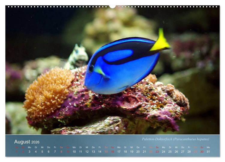 Produktbild: Bunte Riffbewohner - Fische, Anemonen und noch viel mehr (Wandkalender 2026 DIN A2 quer), CALVENDO Monatskalender