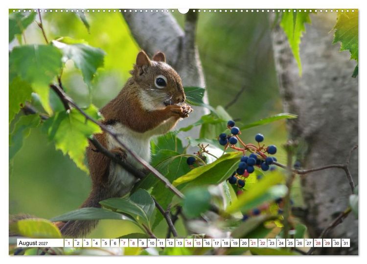 Produktbild: Eichh&ouml;rnchen - Kleine Tiere mit gro&szlig;em Charakter (Wandkalender 2027 DIN A2 quer), CALVENDO Monatskalender