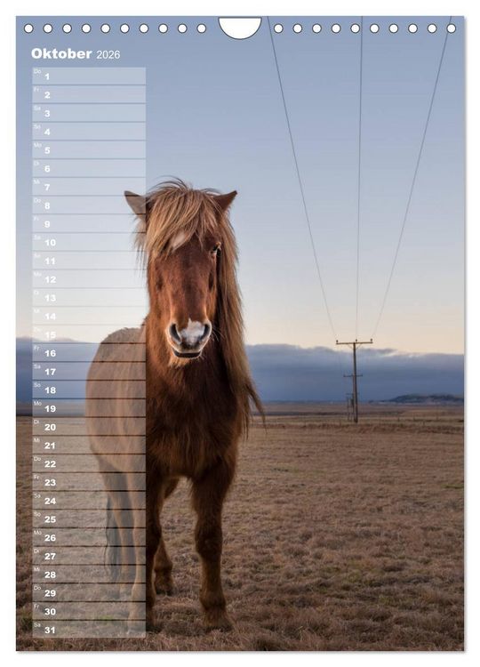 Produktbild: Mein ISLANDPFERDE Planer - Geburtstage, Hof-Feste, Turniere (Wandkalender 2026 DIN A4 hoch), CALVENDO Monatskalender