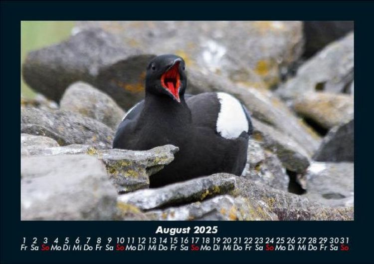 Produktbild: Welt der V&ouml;gel 2025 Fotokalender DIN A5