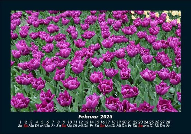 Produktbild: Blumentr&auml;ume 2025 Fotokalender DIN A5