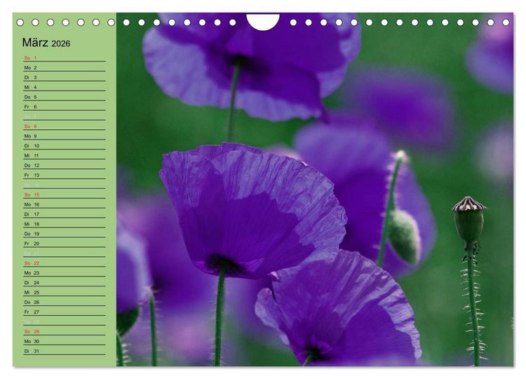 Produktbild: Mohnblumen Tr&auml;ume (Wandkalender 2026 DIN A4 quer), CALVENDO Monatskalender