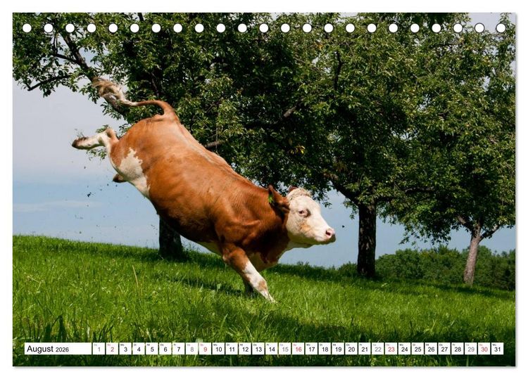 Produktbild: Alpenfleckvieh (Tischkalender 2026 DIN A5 quer), CALVENDO Monatskalender