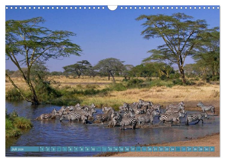 Produktbild: Afrikas Tierwelt: Zebras (Wandkalender 2026 DIN A3 quer), CALVENDO Monatskalender
