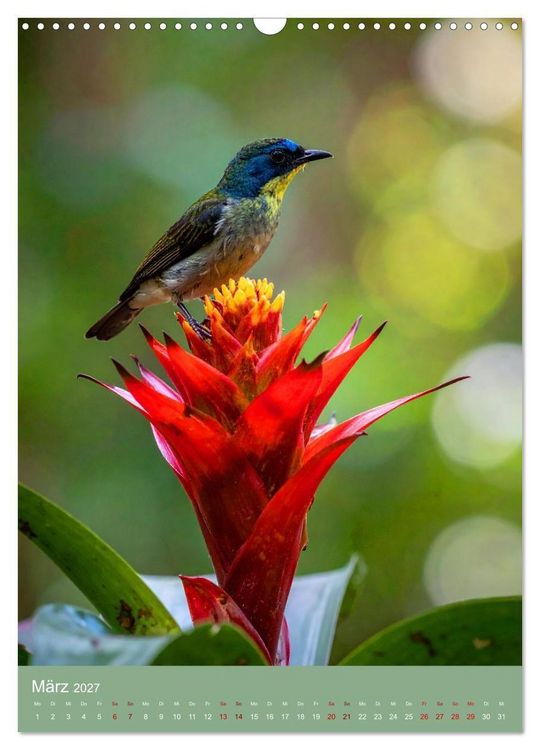 Produktbild: Bromelienzauber (Wandkalender 2027 DIN A3 hoch), CALVENDO Monatskalender