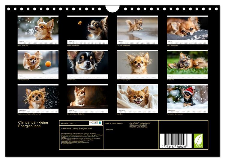 Produktbild: Chihuahua - kleine Energieb&uuml;ndel (Wandkalender 2026 DIN A4 quer), CALVENDO Monatskalender