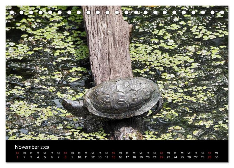 Produktbild: Wasserschildkr&ouml;ten (Tischkalender 2026 DIN A5 quer), CALVENDO Monatskalender