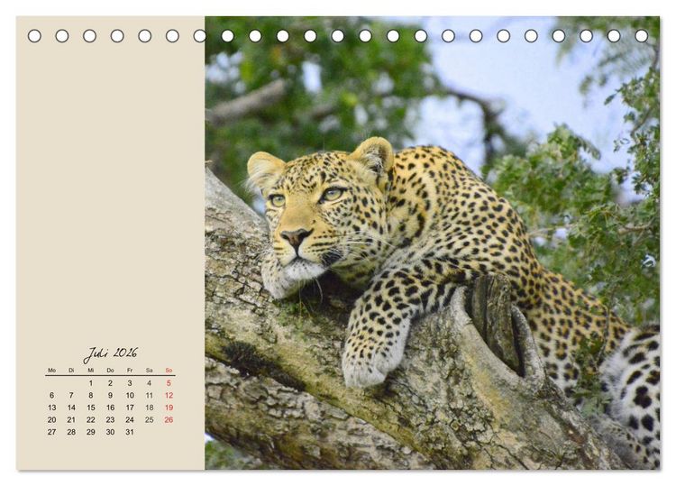 Produktbild: Leoparden. Geschmeidig, kr&auml;ftig und klug (Tischkalender 2026 DIN A5 quer), CALVENDO Monatskalender
