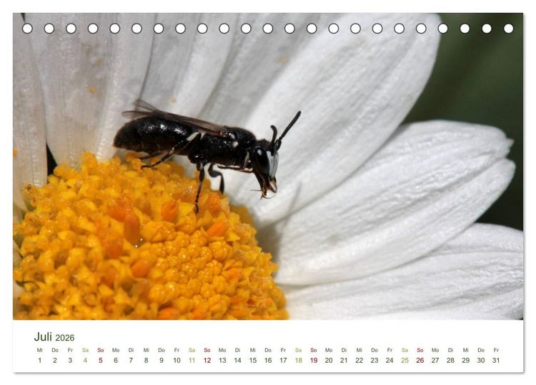 Produktbild: Wildbienen im Garten (Tischkalender 2026 DIN A5 quer), CALVENDO Monatskalender