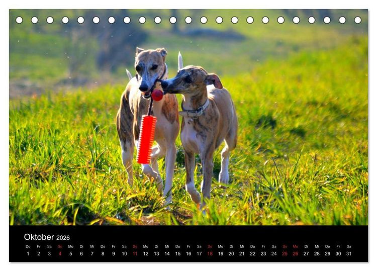 Produktbild: Whippets in Aktion (Tischkalender 2026 DIN A5 quer), CALVENDO Monatskalender