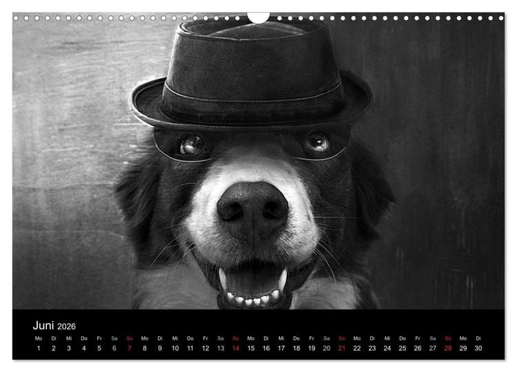 Produktbild: H&uuml;tehunde (Wandkalender 2026 DIN A3 quer), CALVENDO Monatskalender