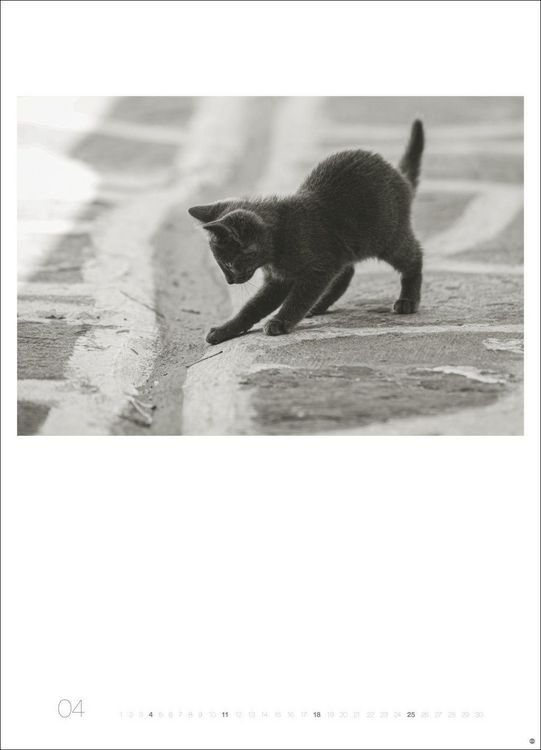 Produktbild: Cats Edition Kalender 2027