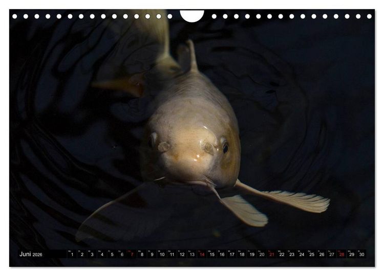 Produktbild: Nishikigoi oder Koi Karpfen (Wandkalender 2026 DIN A4 quer), CALVENDO Monatskalender