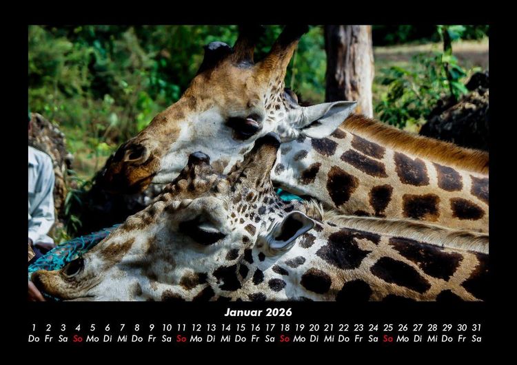 Produktbild: Giraffen 2026 Fotokalender DIN A3