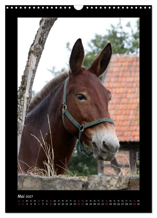 Produktbild: Esel und Mulis (Wandkalender 2027 DIN A3 hoch), CALVENDO Monatskalender