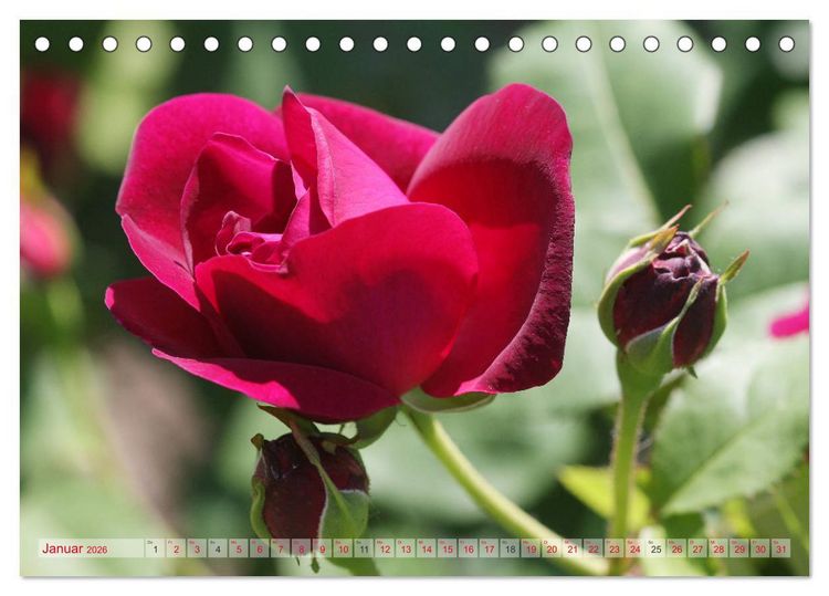 Produktbild: Stolze Rosen (Tischkalender 2026 DIN A5 quer), CALVENDO Monatskalender