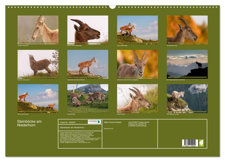 Produktbild: Steinb&ouml;cke am Niederhorn (Wandkalender 2026 DIN A2 quer), CALVENDO Monatskalender