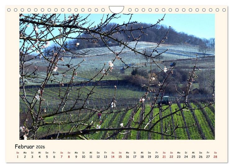Produktbild: Weinlandschaft - Heppenheim an der Bergstra&szlig;e (Wandkalender 2026 DIN A4 quer), CALVENDO Monatskalender