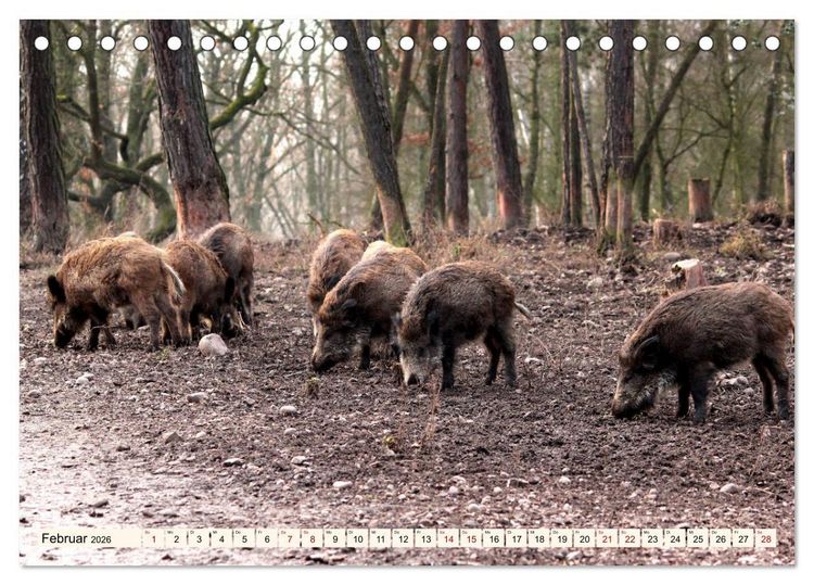 Produktbild: Wildschweine - Tiere aus unseren W&auml;ldern (Tischkalender 2026 DIN A5 quer), CALVENDO Monatskalender