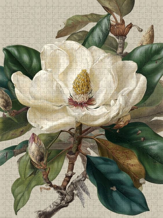 Produktbild: CALVENDO Puzzle Magnolienbl&uuml;ten, Symbol f&uuml;r Reinheit und Erneuerung | 1000 Teile Lege-Gr&ouml;&szlig;e 64x48cm Foto-Puzzle f&uuml;r gl&uuml;ckliche Stunden